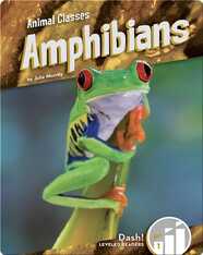 Animal Classes: Amphibians