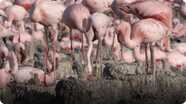 BBC Life: Flamingos