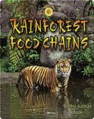 Rainforest Food Chains
