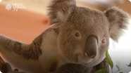 Cool Koala Facts!