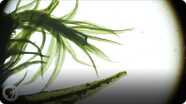 Resurrection Plants Spring Back to Life in Seconds