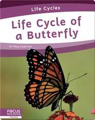 Life Cycle of a Butterfly