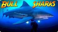 Jonathan Bird's Blue World: Surrounded by Bull Sharks!