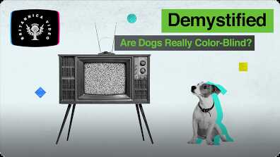 Demystified: Are Dogs Color-Blind? book