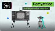 Demystified: Are Dogs Color-Blind?