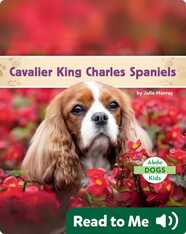 Cavalier King Charles Spaniels