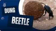 Why Are Dung Beetles Special?