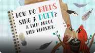 How Do Birds Sing a Duet