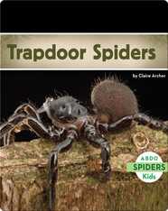 Trapdoor Spiders