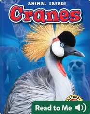 Cranes: Animal Safari