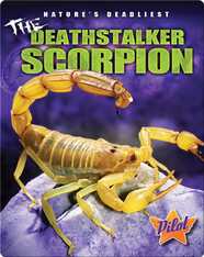 The Deathstalker Scorpion