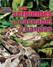 Las serpientes de cascabel de bandas (rattlesnakes)