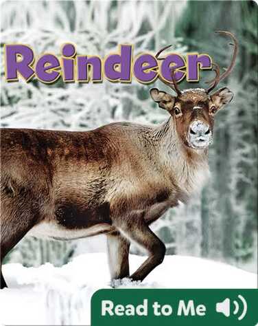 Reindeer book