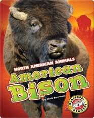 American Bison