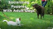 Socializing a Puppy 2: Meeting Adult Dogs | Teacher's Pet With Victoria Stilwell