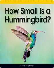 How Small Is a Hummingbird?