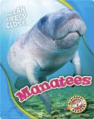 Ocean Life Up Close: Manatees