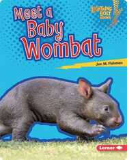 Meet a Baby Wombat