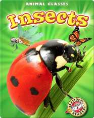 Animal Classes: Insects