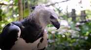 Gabby Wild and The Harpy Eagle of South America