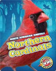 Northern Cardinals