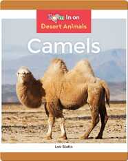 Camels