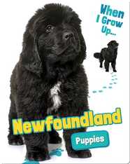 Newfoundland Puppies