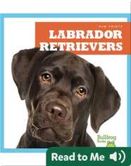 Labrador Retrievers