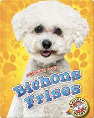 Bichons Frises
