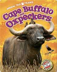 Cape Buffalo and Oxpeckers