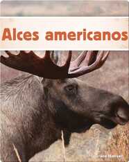 Alces americanos