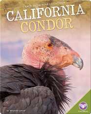 California Condor