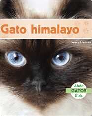 Gato himalayo