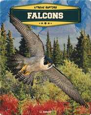 Falcons