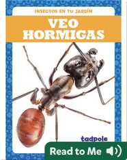 Veo hormigas (I See Ants)