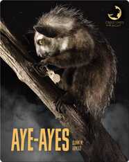 Aye-Ayes