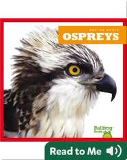 Raptor World: Ospreys