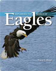 Exploring the World of Eagles