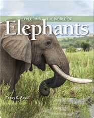 Exploring the World of Elephants