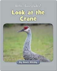 Hello, Everglades!: Look at the Crane