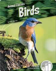 Animal Classes: Birds