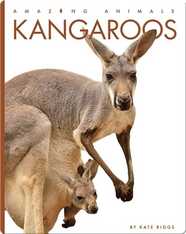 Amazing Animals: Kangaroos