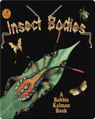 Insect Bodies