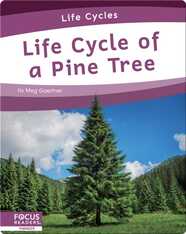 Life Cycle of a Pine Tree