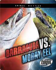 Animal Battles: Barracuda vs. Moray Eel