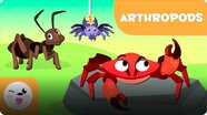 Smile and Learn Animals: Arthropods