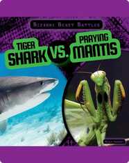 Bizarre Beast Battles: Tiger Shark vs. Praying Mantis