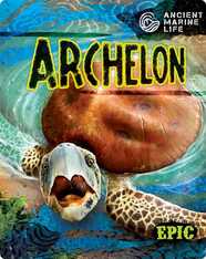 Ancient Marine Life: Archelon