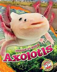 Animals at Risk: Axolotls