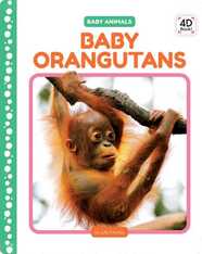 Baby Orangutans
